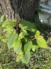 Camptotheca acuminata