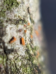 Amphilogia gyrosa