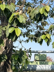 Camptotheca acuminata