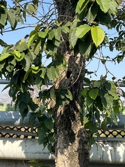 Camptotheca acuminata