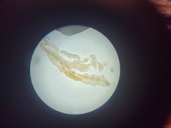 Ciboria amentacea