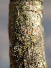Amphilogia gyrosa