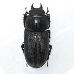 Dorcus parallelus