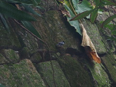 Parus minor commixtus