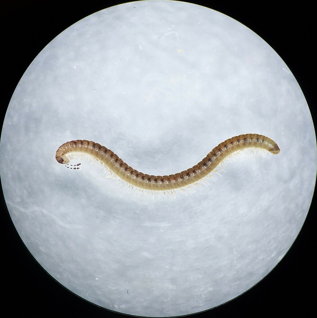 Sawdust Millipede