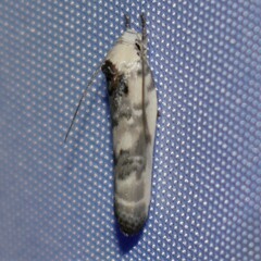 Antaeotricha