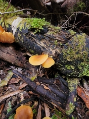 Heimiomyces velutipes