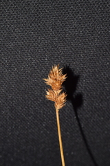 Carex leporina