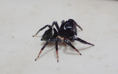 Zenodorus orbiculatus