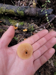 Heimiomyces velutipes