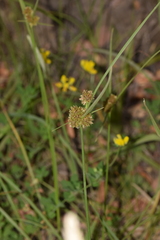 Cyperus difformis