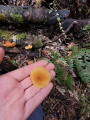 Heimiomyces velutipes