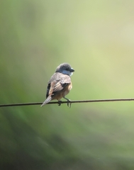 Sporophila palustris