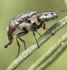 Stomorhina discolor