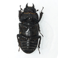 Dorcus parallelus
