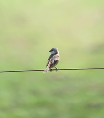 Sporophila palustris