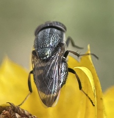 Stomorhina discolor