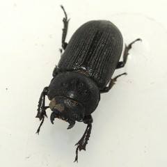 Dorcus parallelus