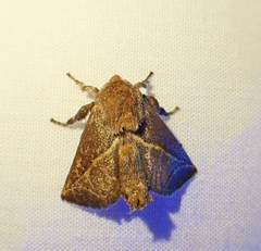 Anaxidia lozogramma