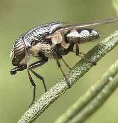Stomorhina discolor
