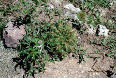 Gymnocalycium monvillei