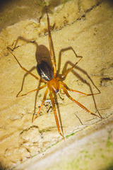 Phrurolithidae