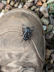 Triclista guttata
