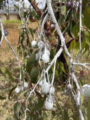 Eucalyptus caesia
