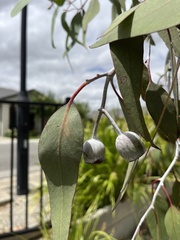Eucalyptus caesia