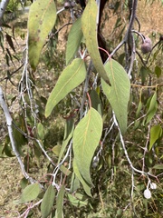 Eucalyptus caesia