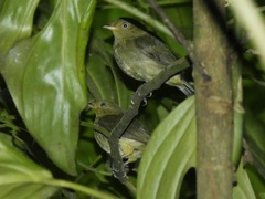 Ceratopipra mentalis