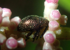 Chalcodermus