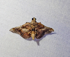 Scenedra decoratalis