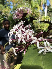Clerodendrum quadriloculare