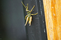 Eucosmetacris cingulata