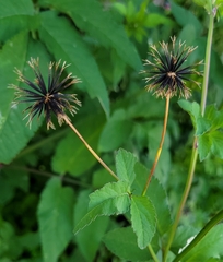 Bidens pilosa