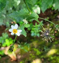 Bidens pilosa