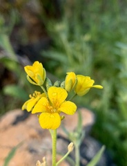 Physaria gordonii