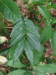 Strychnos cathayensis