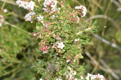 Escallonia