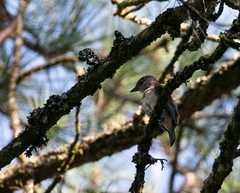 Pachyramphus validus