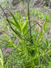 Trichostema lanatum