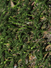 Herpetineuron toccoae