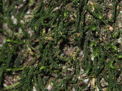 Herpetineuron toccoae