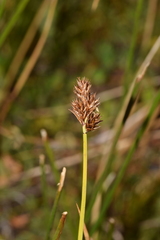 Carex macloviana