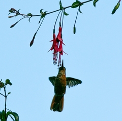 Heliodoxa rubricauda