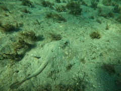 Urobatis jamaicensis