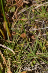 Phylloscirpus
