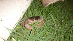 Gecarcinus lateralis