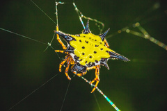 Macracantha hasselti